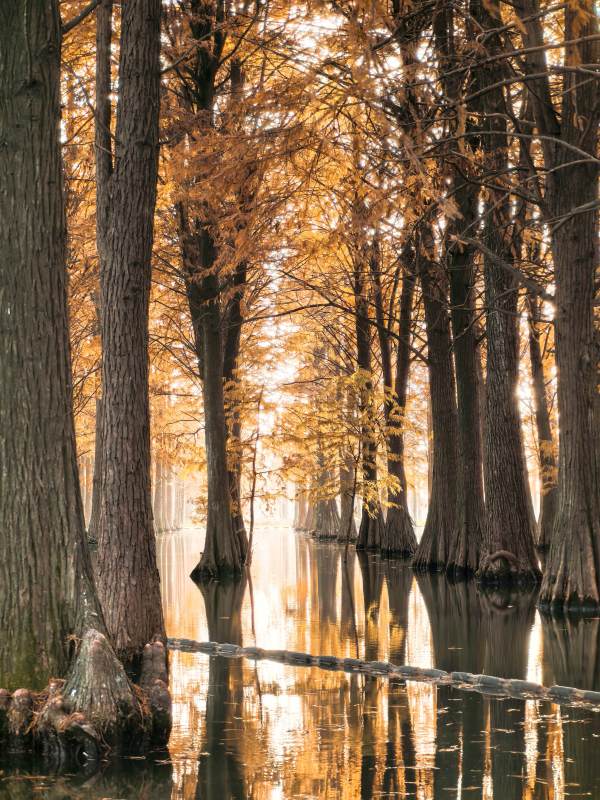 秋水映林影图片