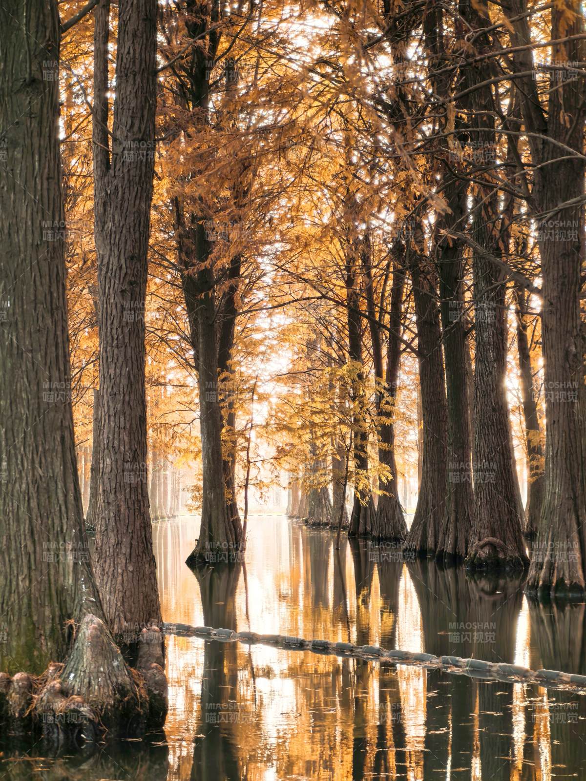 秋水映林影图片