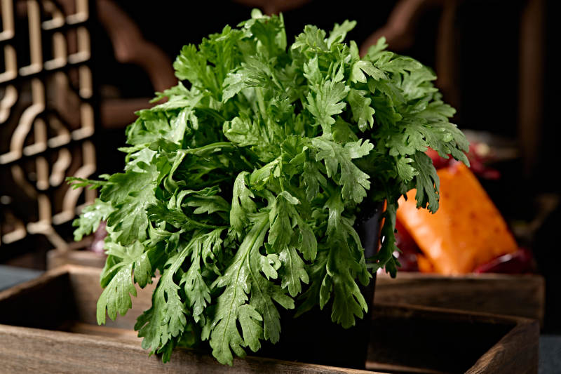 新鲜的火锅食材茼蒿蒿子秆图片