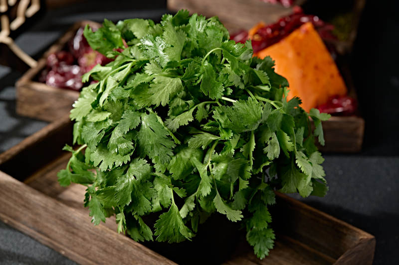 新鲜的火锅食材新鲜香菜图片