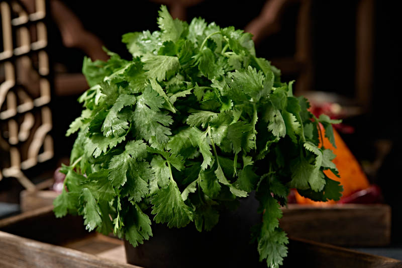 新鲜的火锅食材新鲜香菜图片