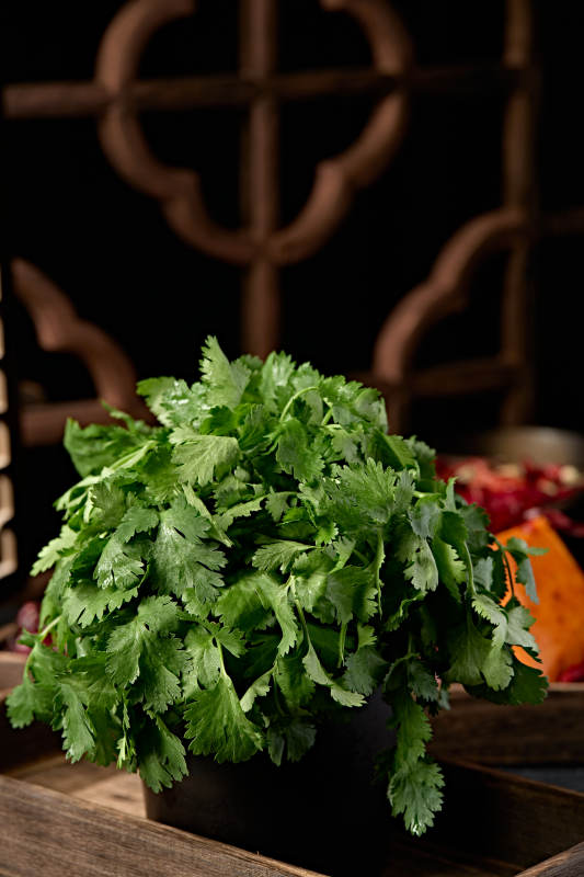 新鲜的火锅食材新鲜香菜图片