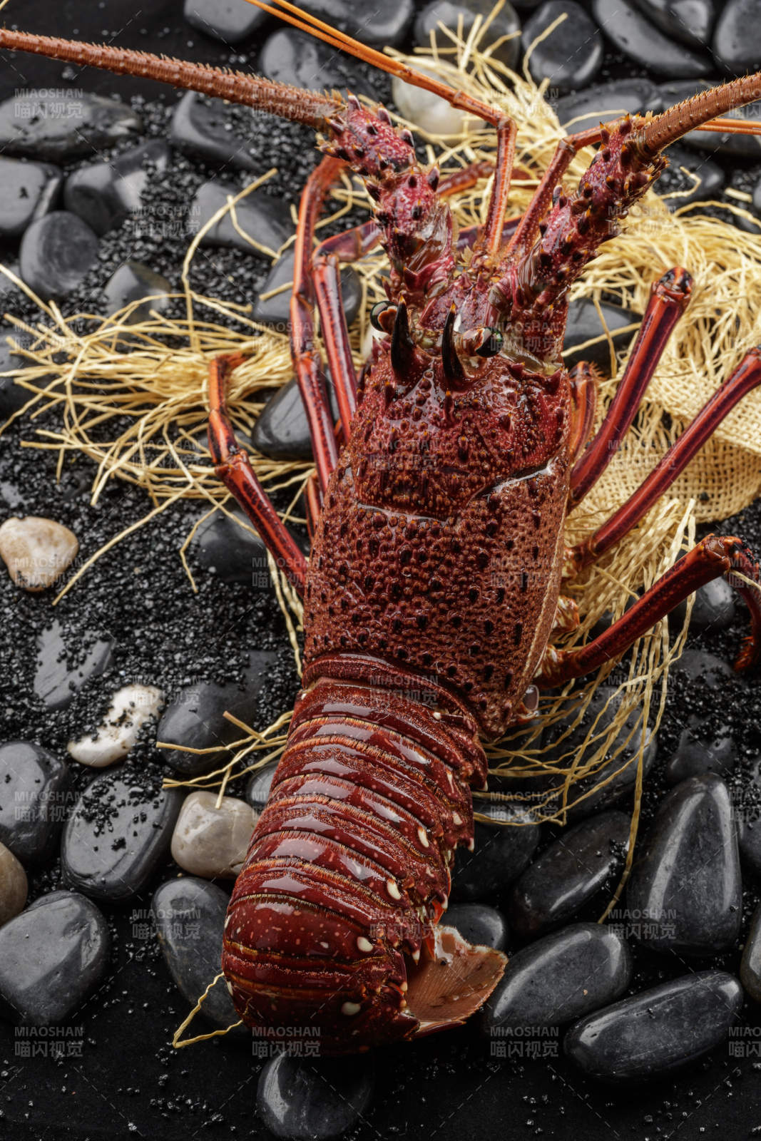 黑色鹅卵石上的活龙虾图片