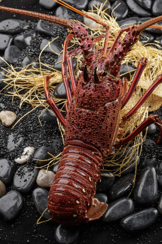 黑色鹅卵石上的活龙虾图片