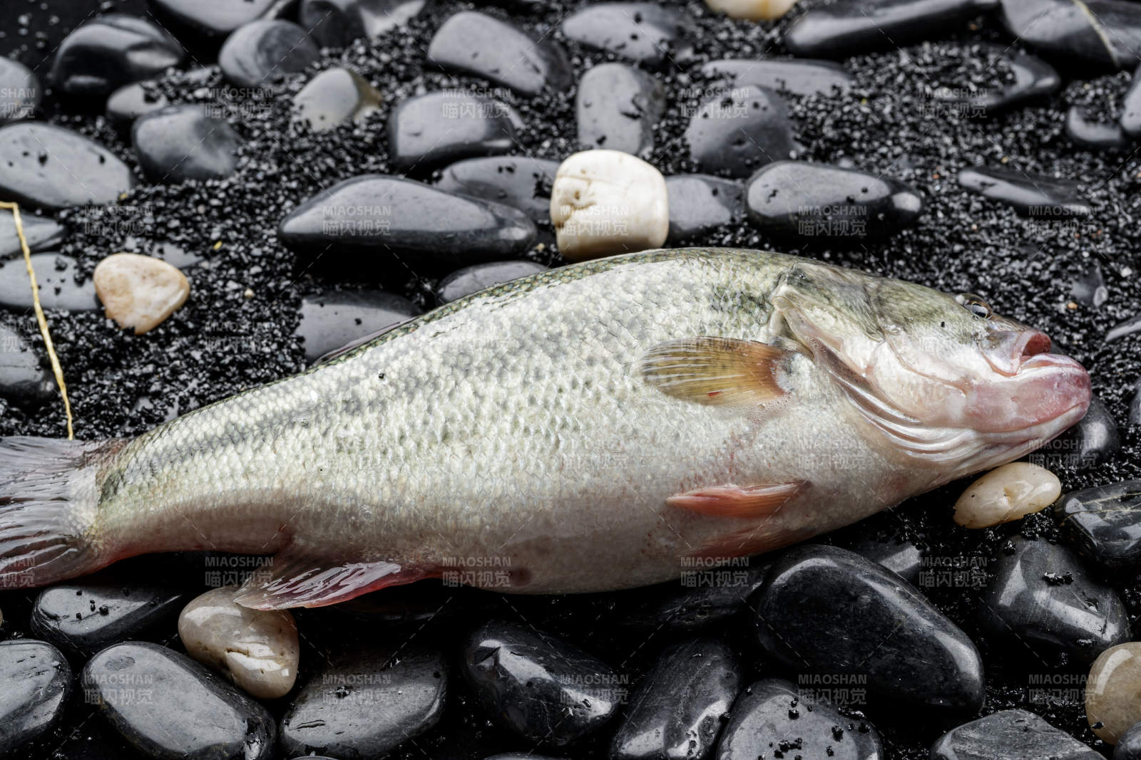 黑色鹅卵石上的鲜活海鲈鱼图片