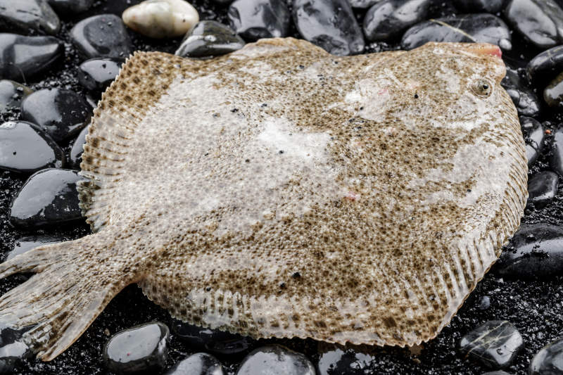 黑色鹅卵石上的鲜活多宝鱼图片