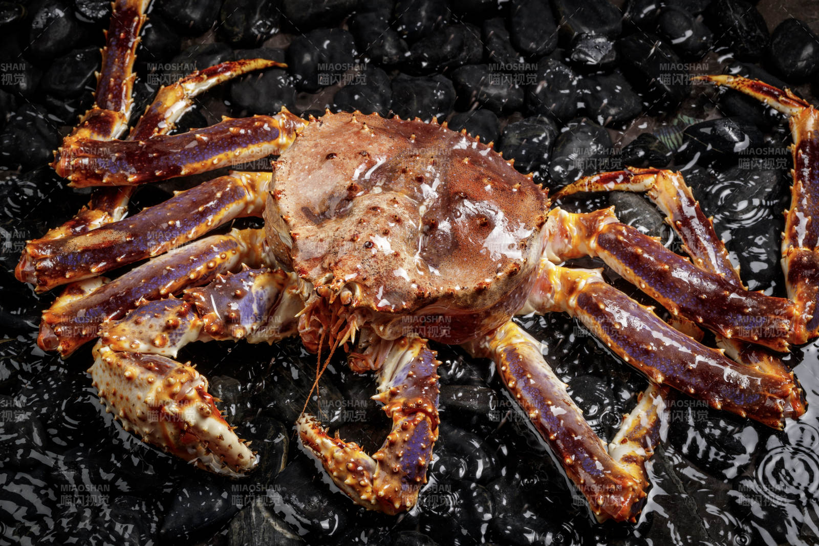 黑色鹅卵石上的深海阿拉斯加帝王蟹图片