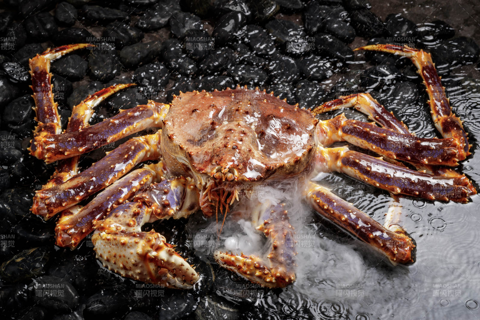 黑色鹅卵石上的深海阿拉斯加帝王蟹图片