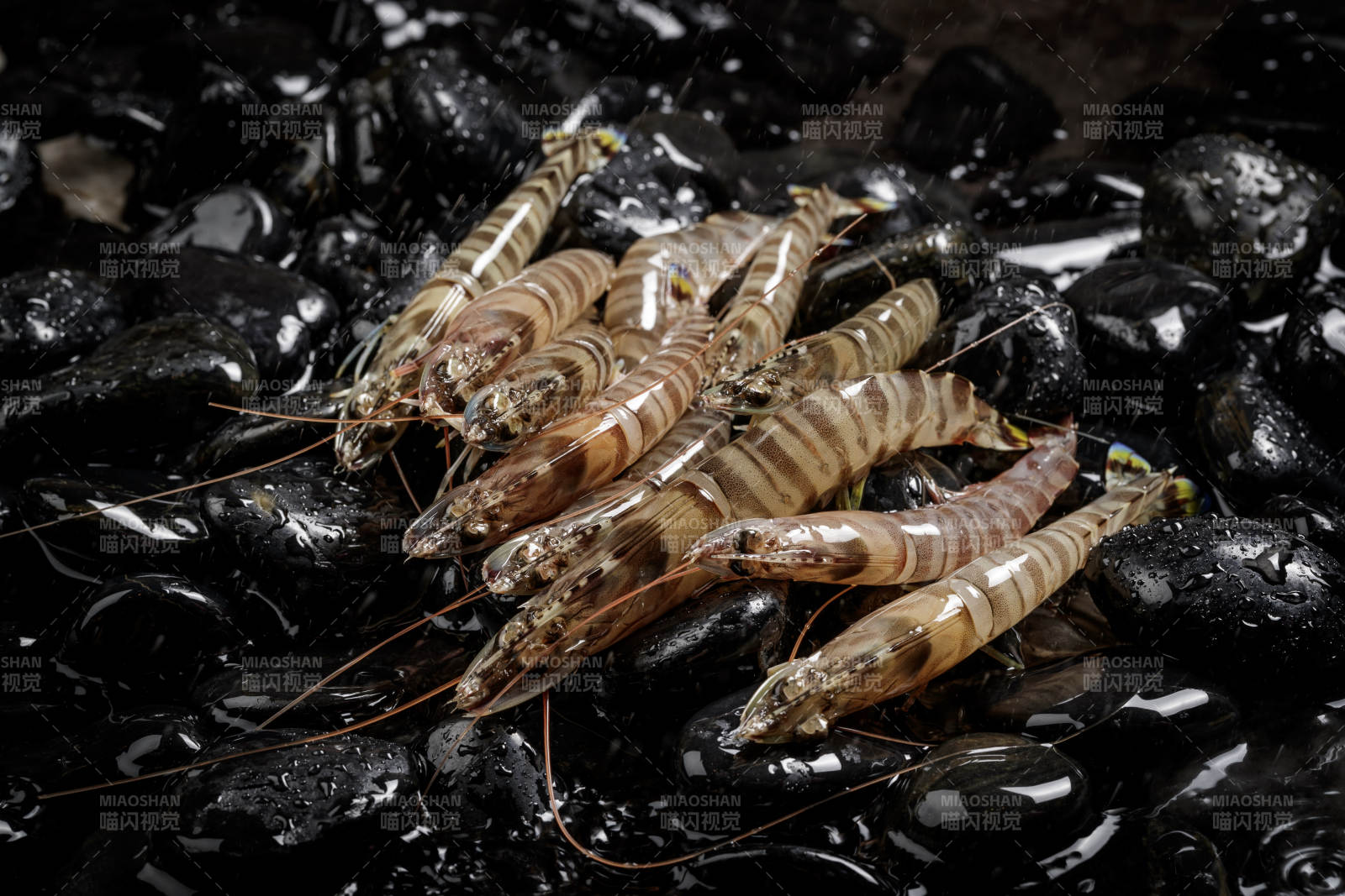 黑色鹅卵石上的鲜活基围虾图片