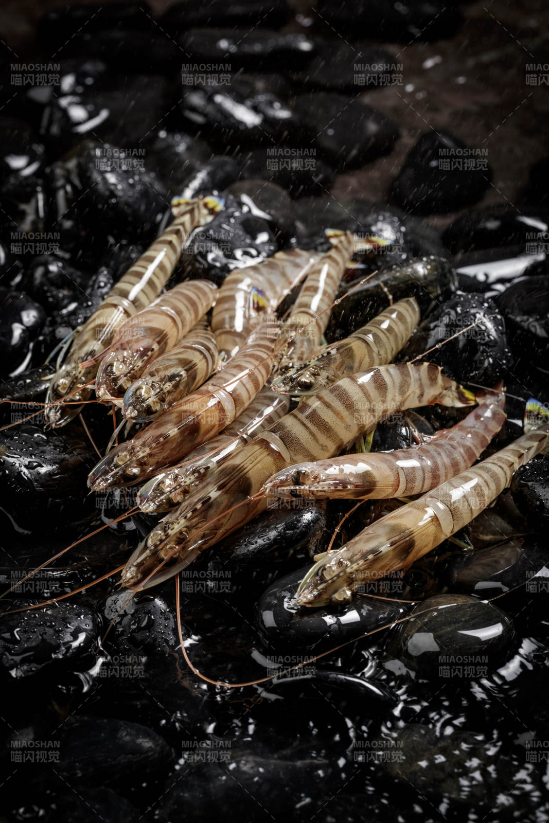 黑色鹅卵石上的鲜活基围虾图片