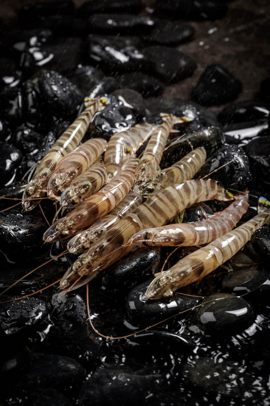 黑色鹅卵石上的鲜活基围虾图片