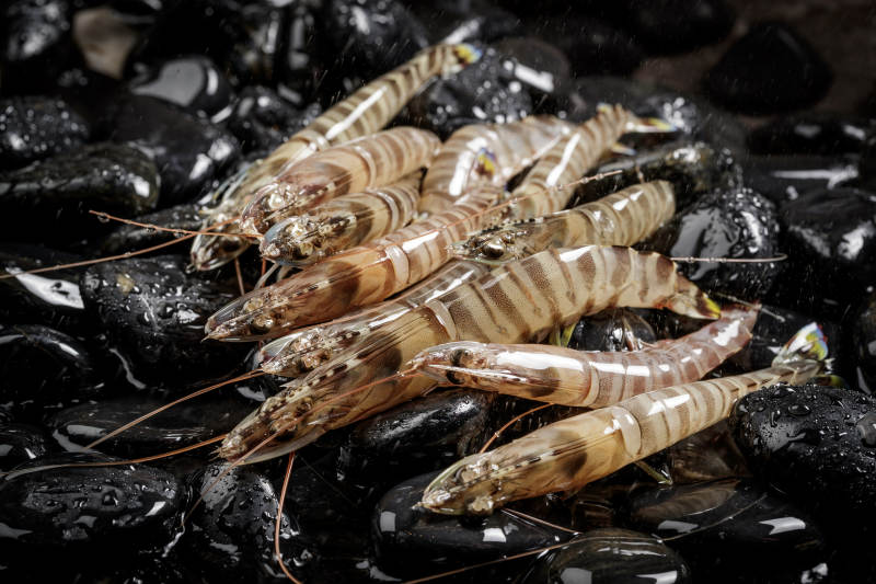 黑色鹅卵石上的鲜活基围虾图片