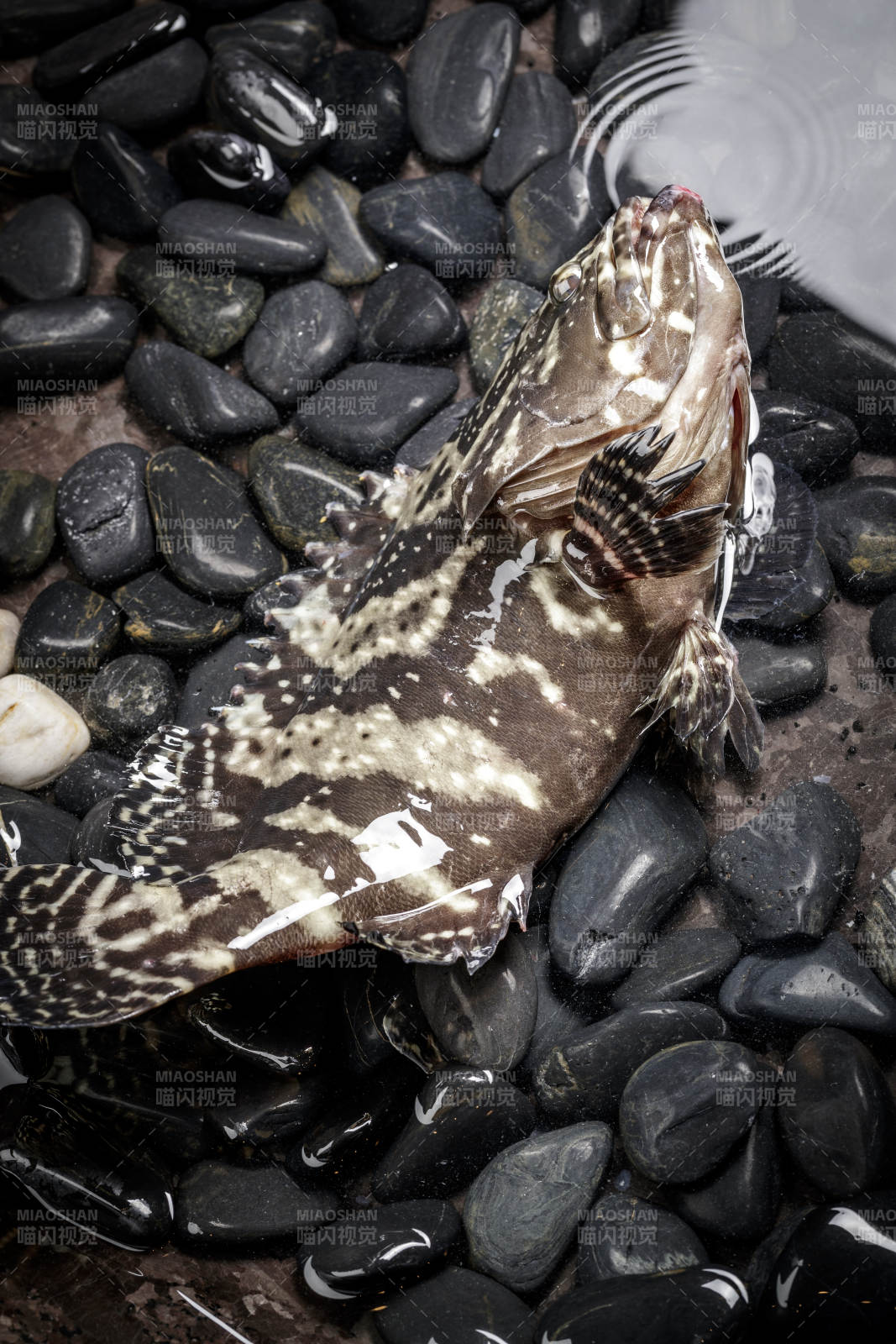 黑色鹅卵石上的鲜活石斑鱼图片