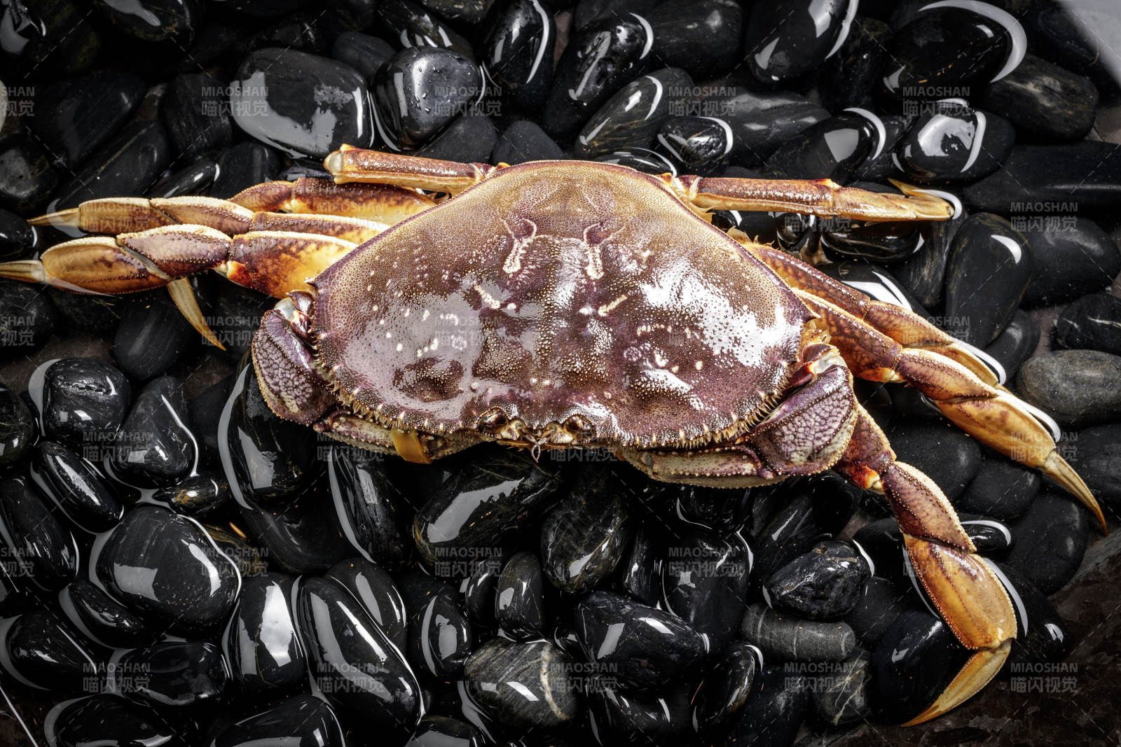 黑色鹅卵石上的鲜活多宝蟹图片