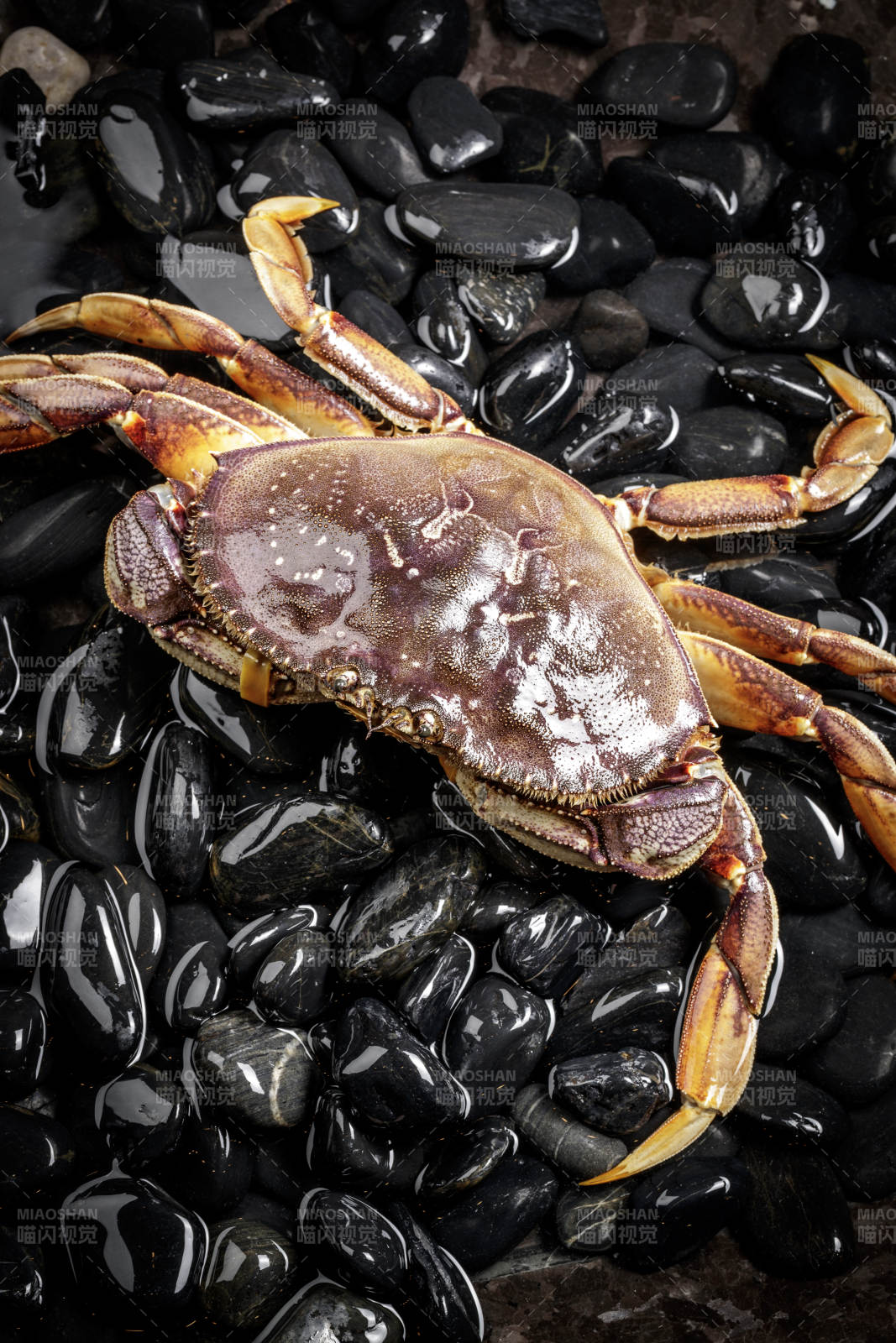 黑色鹅卵石上的鲜活多宝蟹图片