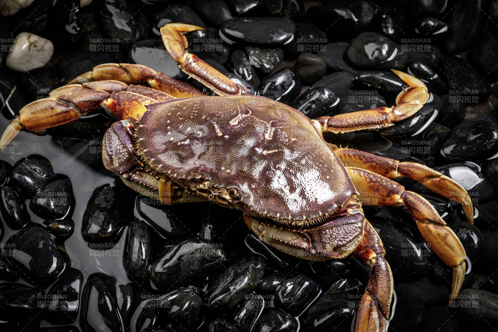 黑色鹅卵石上的鲜活多宝蟹图片