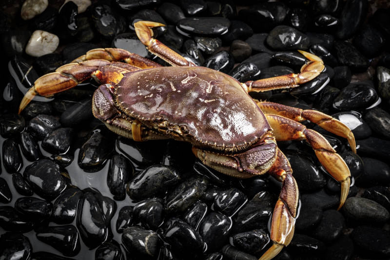 黑色鹅卵石上的鲜活多宝蟹图片