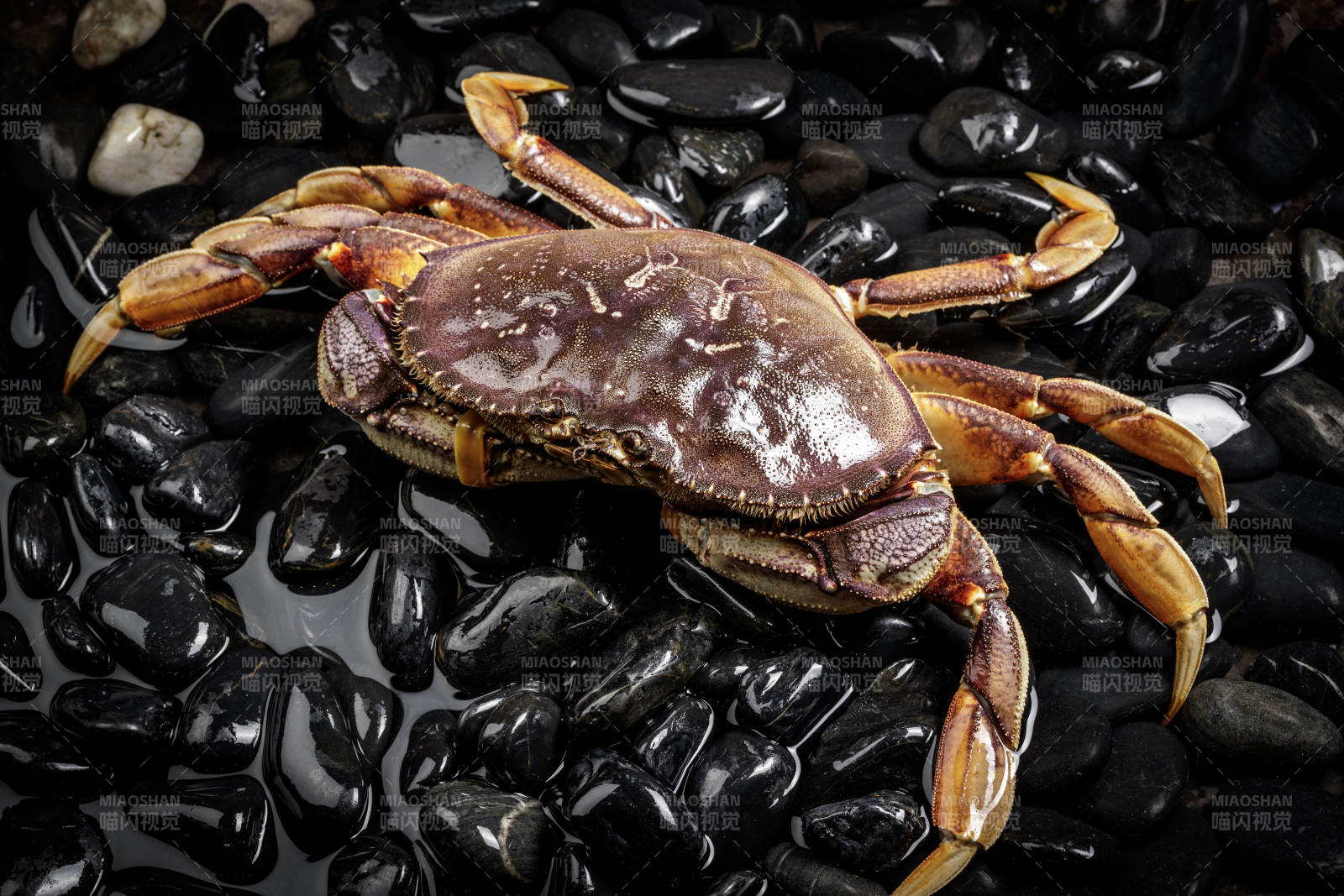 黑色鹅卵石上的鲜活多宝蟹图片