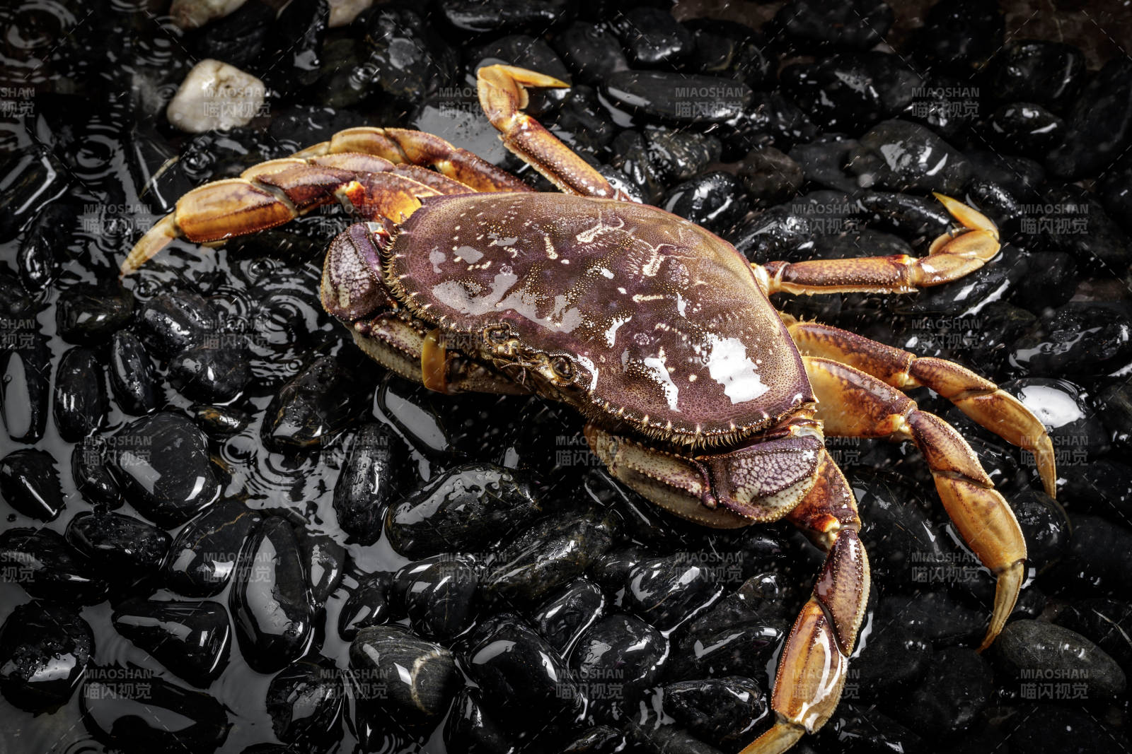 黑色鹅卵石上的鲜活多宝蟹图片