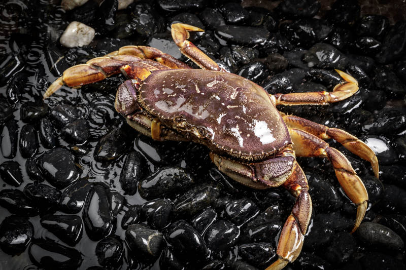 黑色鹅卵石上的鲜活多宝蟹图片