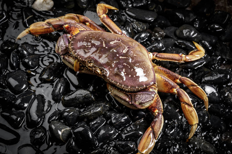 黑色鹅卵石上的鲜活多宝蟹图片