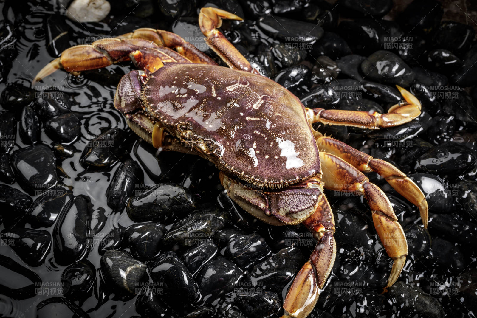 黑色鹅卵石上的鲜活多宝蟹图片