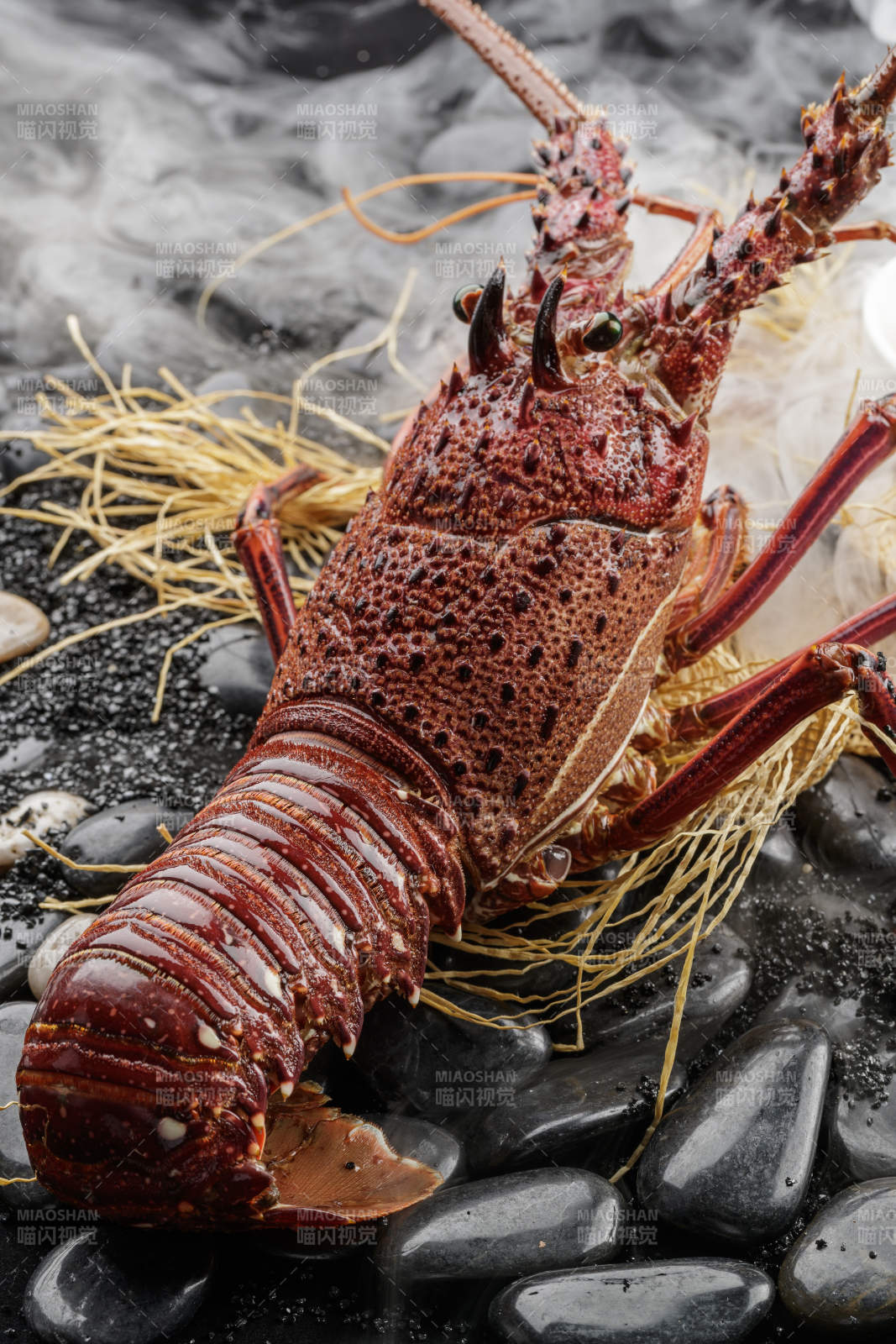 澳洲龙虾图片
