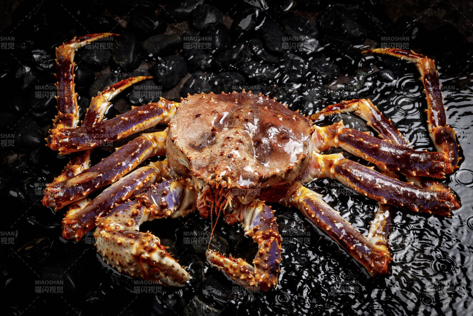 阿拉斯加帝王蟹扒在布满黑色鹅卵石的水中图片