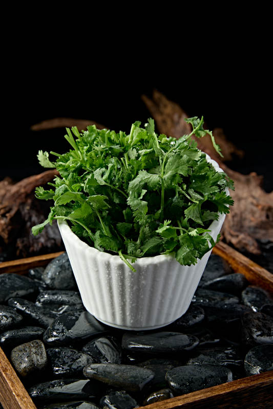 新鲜的火锅食材新鲜香菜图片