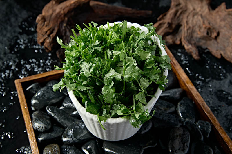 新鲜的火锅食材新鲜香菜图片