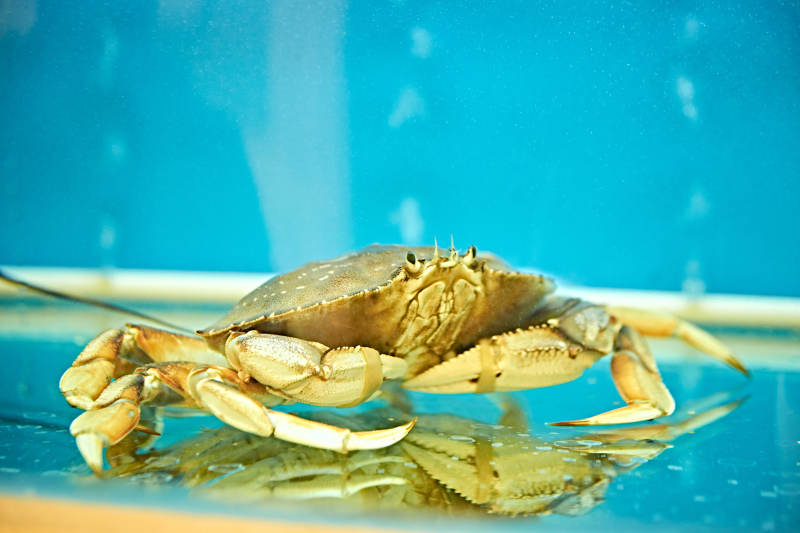 新鲜面包蟹图片