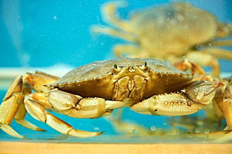 新鲜面包蟹图片