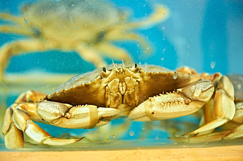 新鲜面包蟹图片