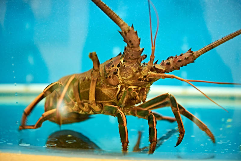 鲜活龙虾仔图片