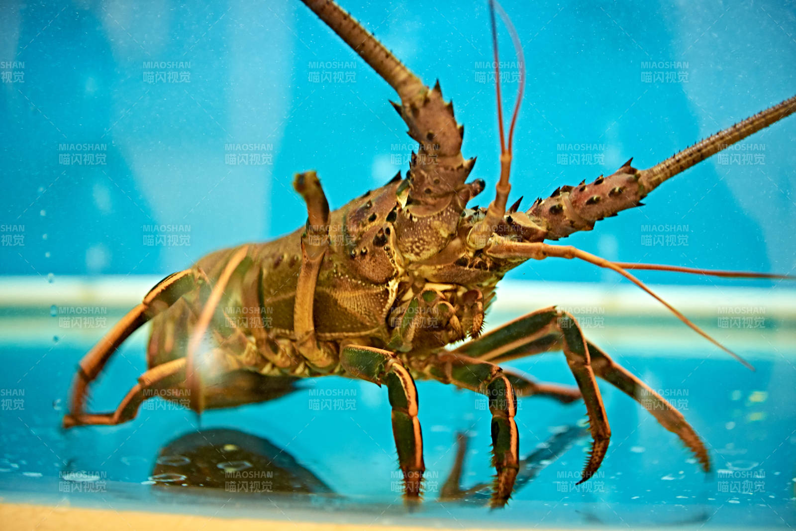 鲜活龙虾仔图片