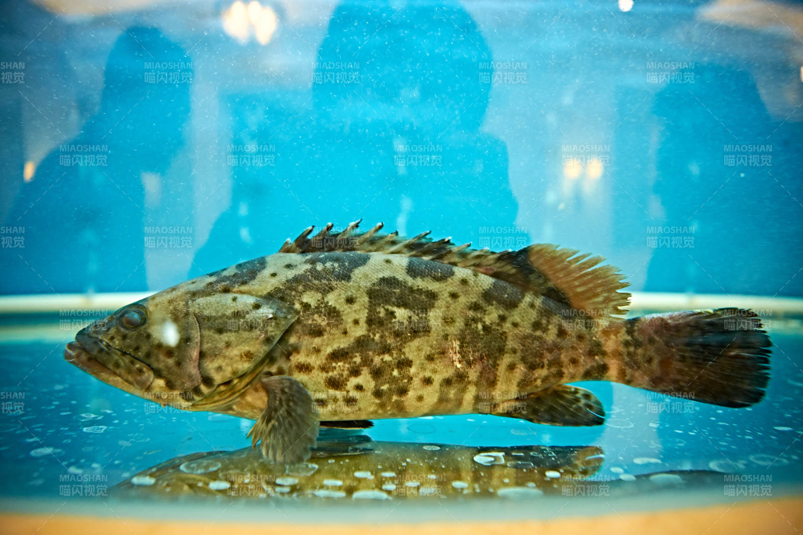 鲜活石斑鱼图片