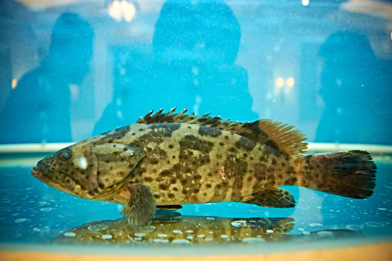 鲜活石斑鱼图片