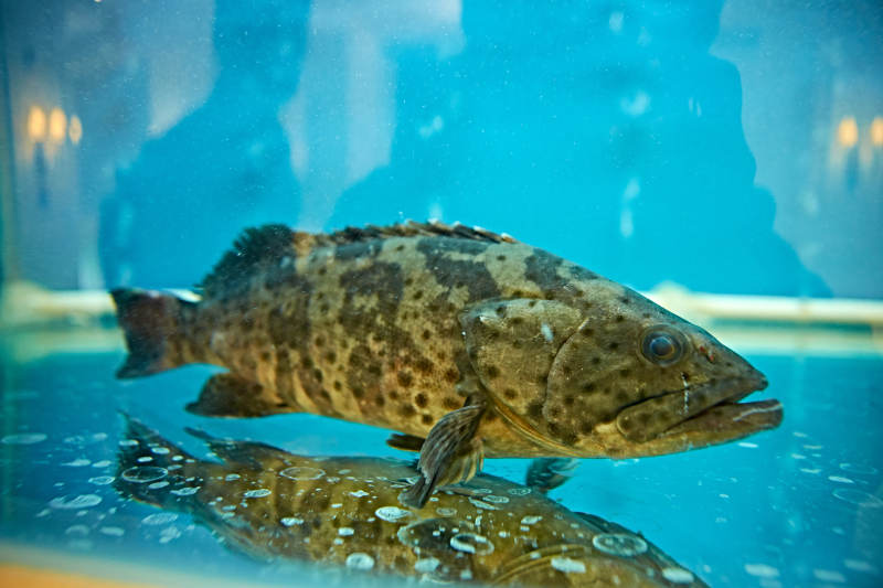 鲜活石斑鱼图片