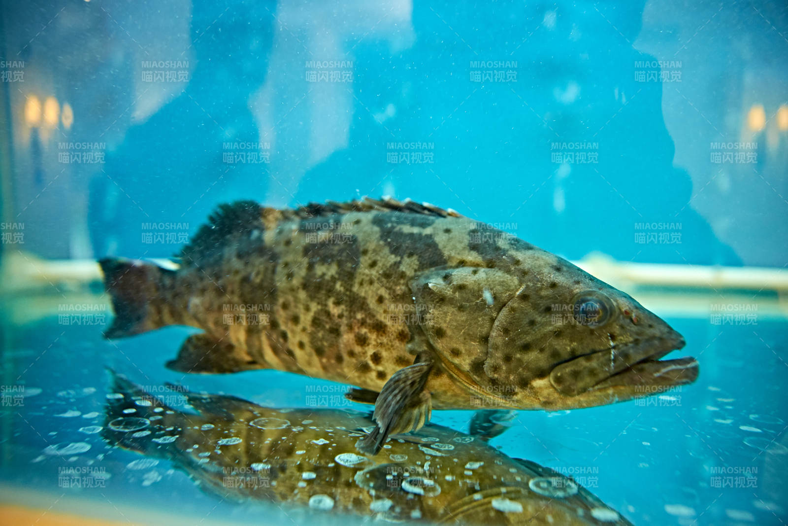 鲜活石斑鱼图片