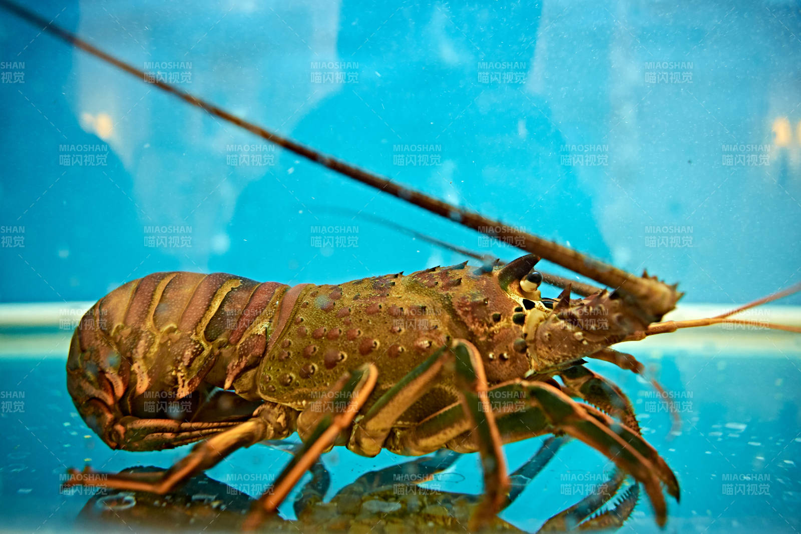 鲜活龙虾仔图片