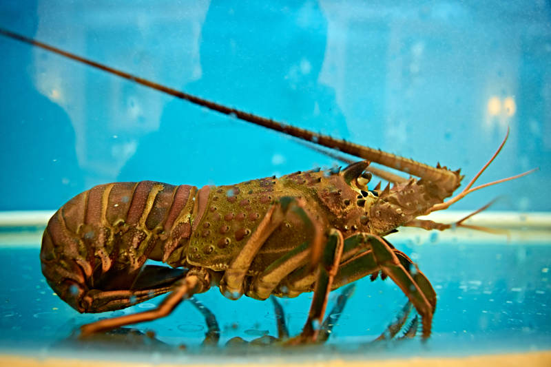 鲜活龙虾仔图片