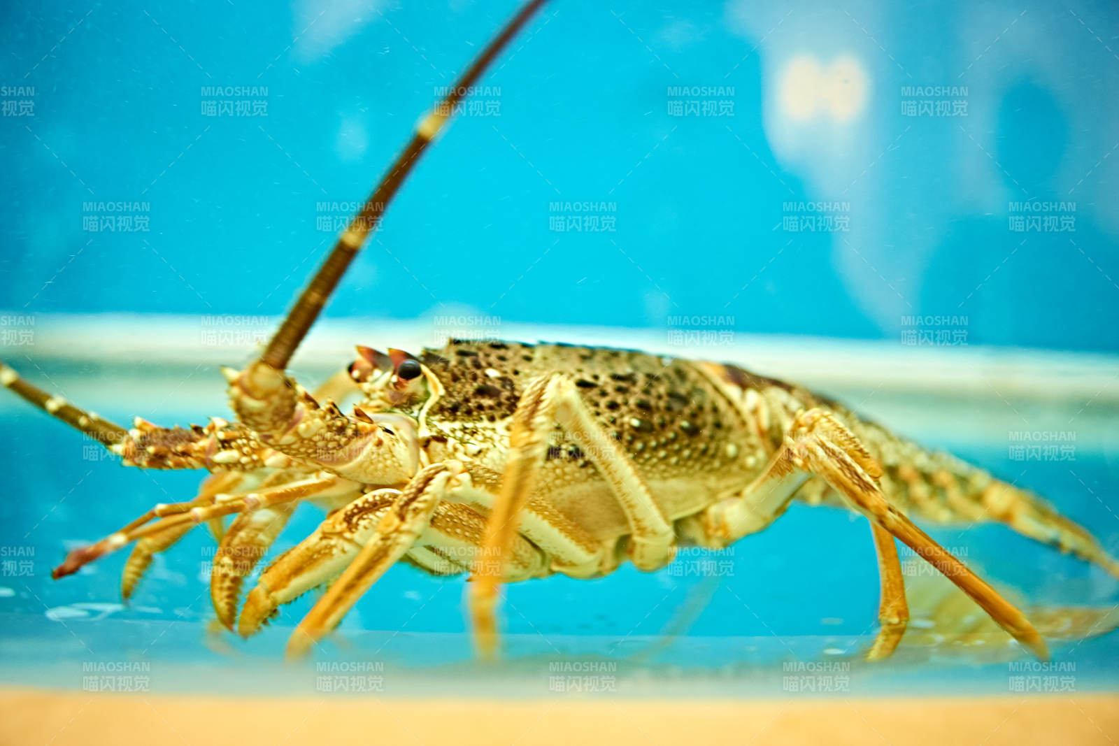 鲜活龙虾仔图片