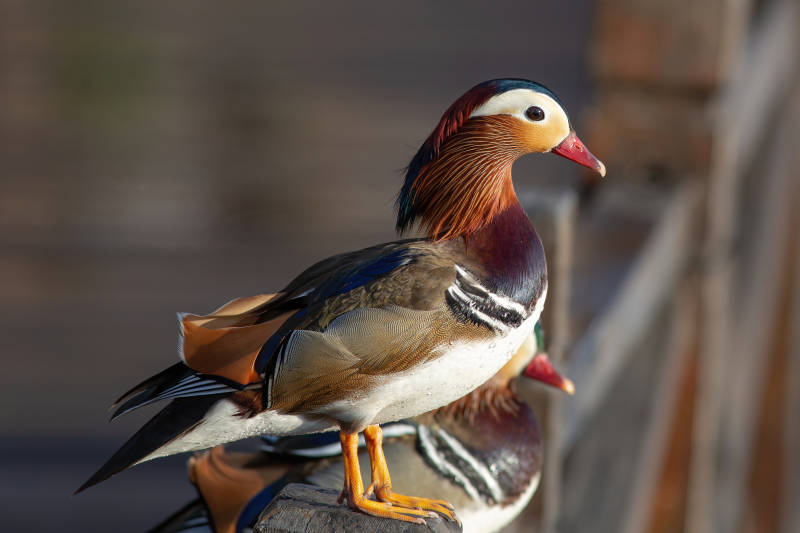 鸳鸯静立枝头图片