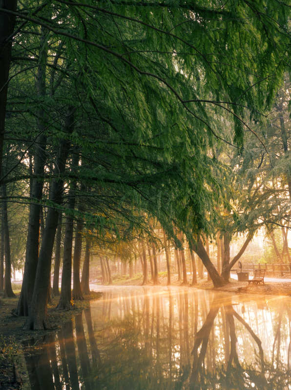 晨光林影水映树图片