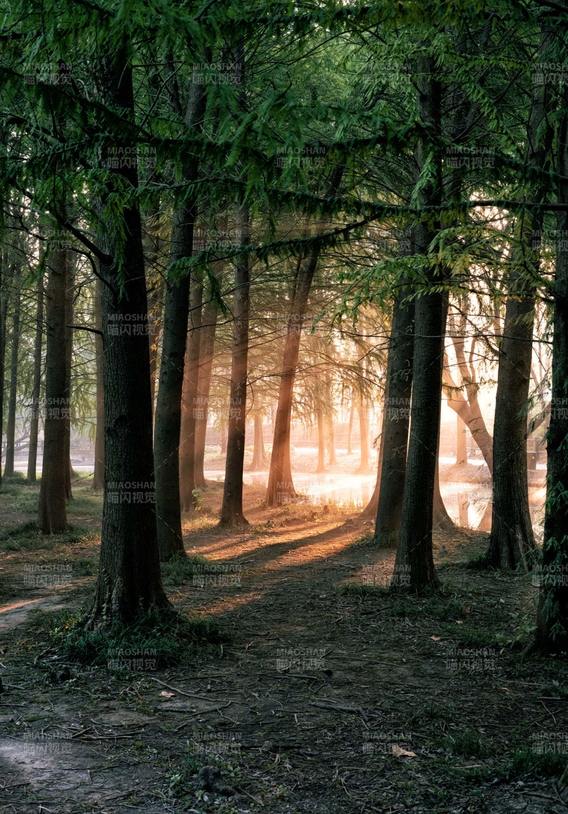 晨光林间小径图片