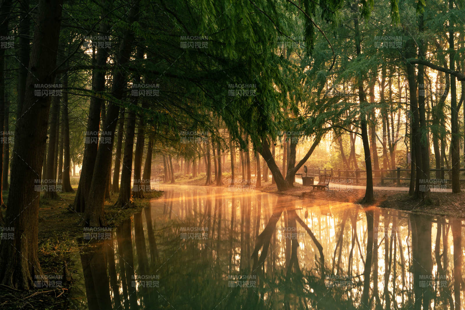 晨光林影水镜图片