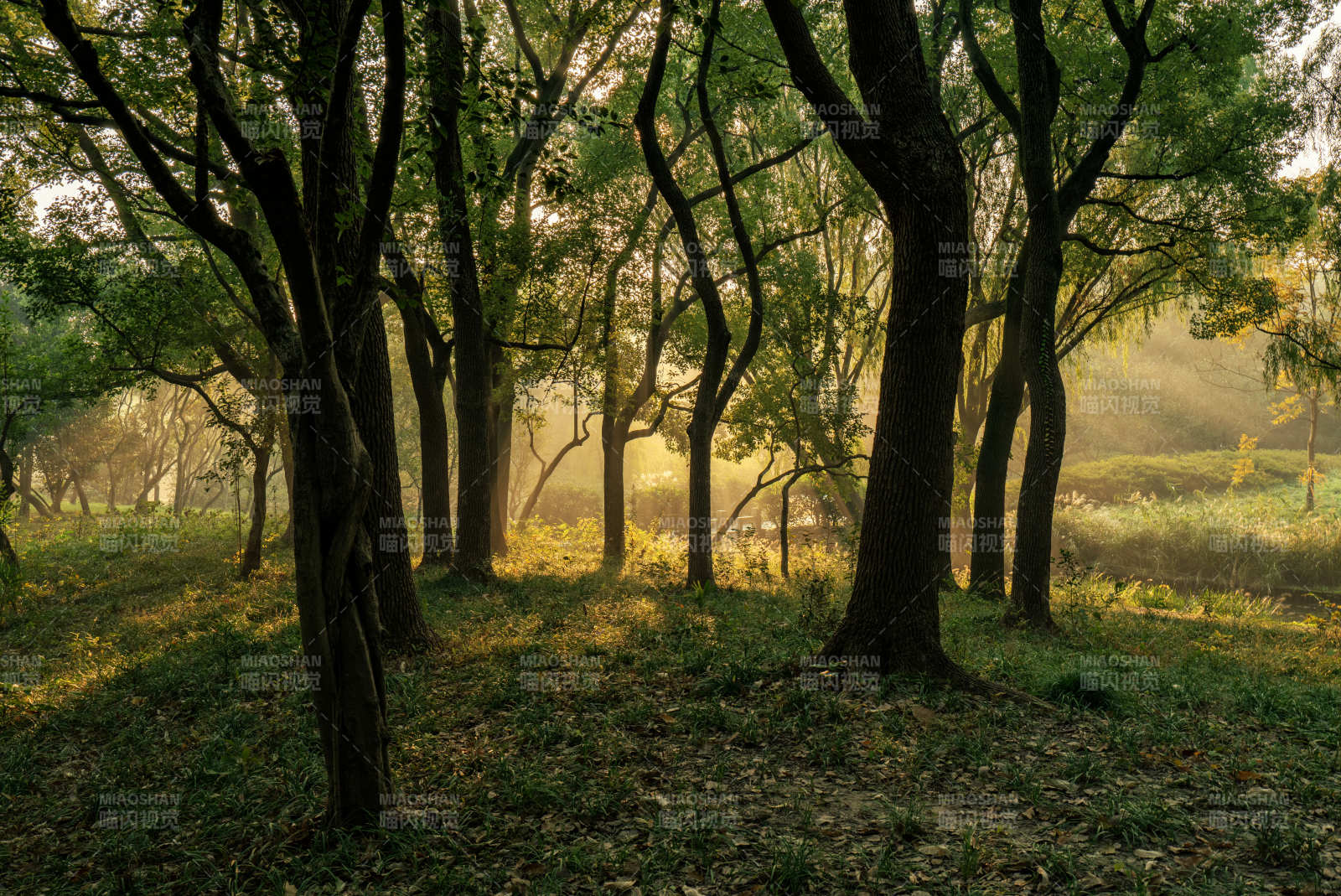 晨光林影图片