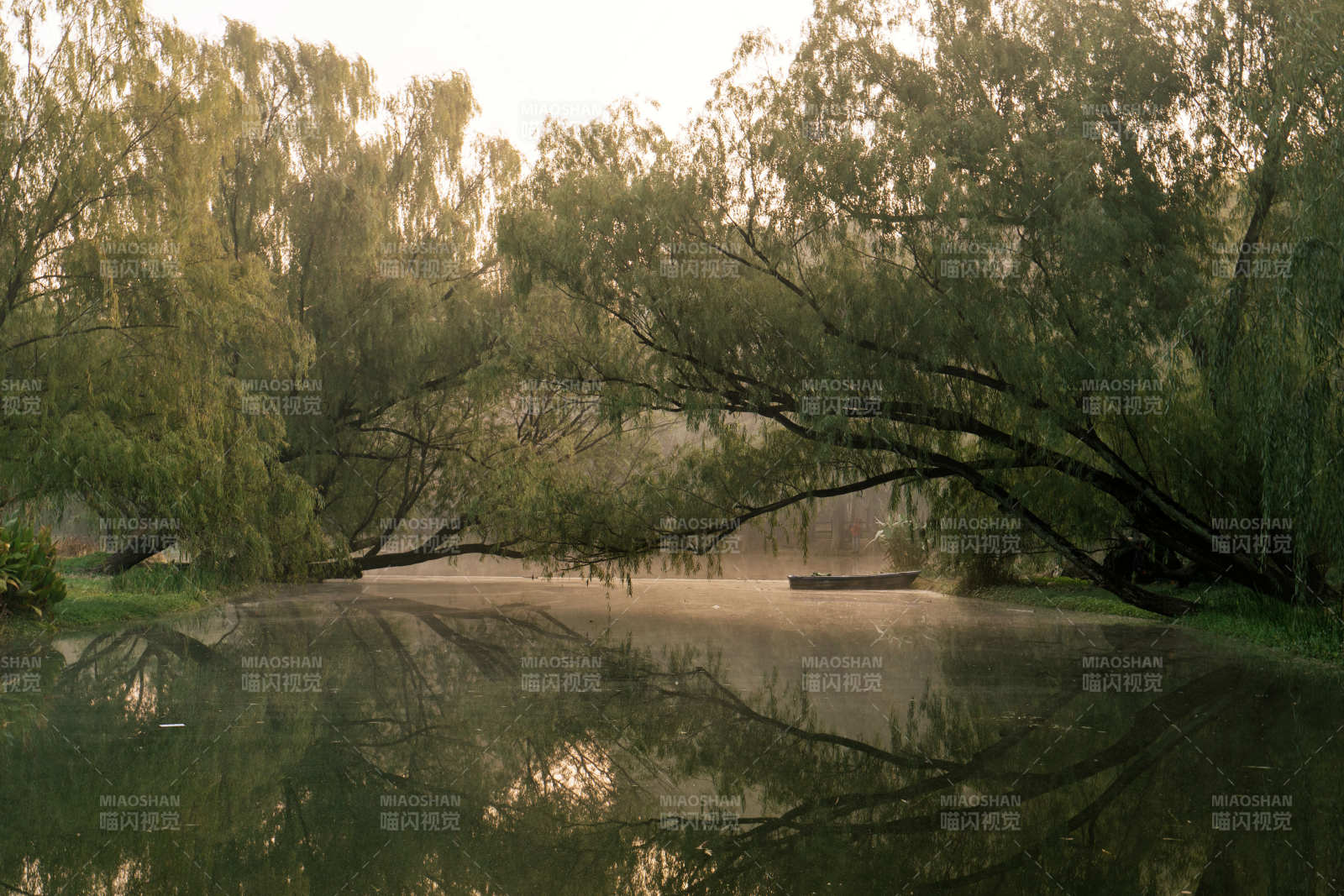 湖畔垂柳静谧景图片