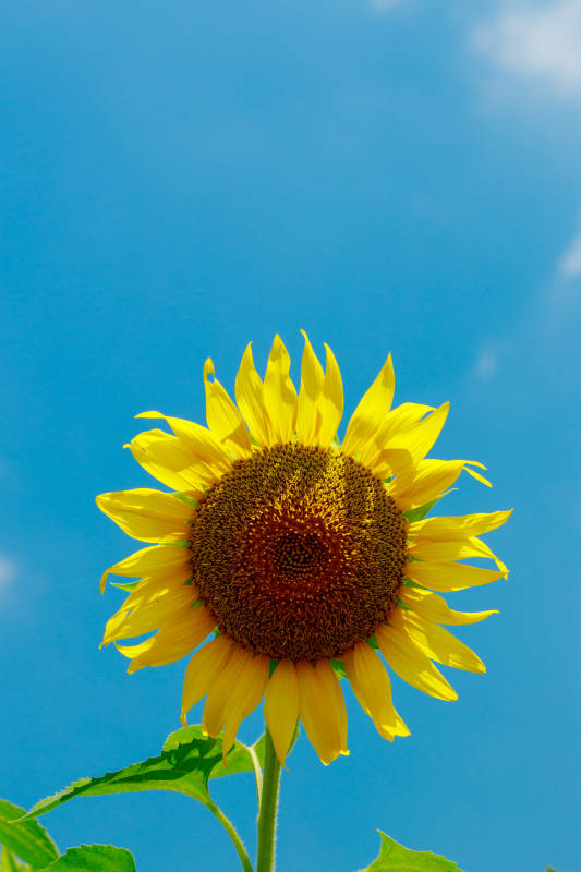 向日葵迎风绽放图片