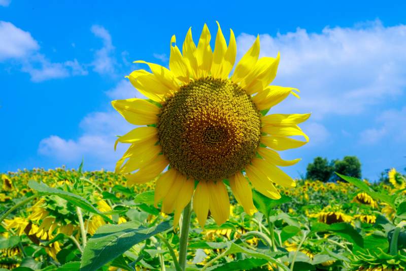 向日葵绽放蓝天图片